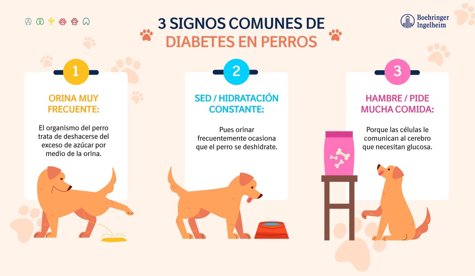 Diabetes En Perros Lo Que Debes Saber Estrategia Susentable