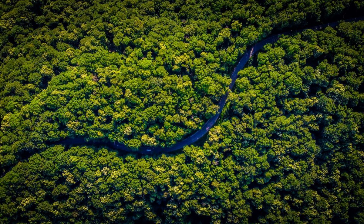 Natura contribuye a mantener los bosques en pie con su causa Amazonia Viva  - Estrategia Susentable